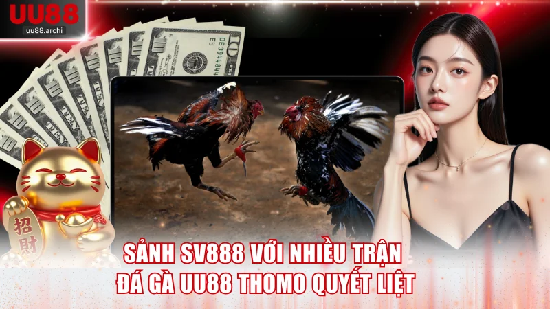 Sảnh SV888 với nhiều trận đá gà UU88 Thomo quyết liệt