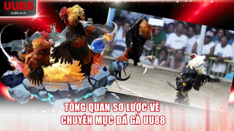 Tổng quan sơ lược về chuyên mục đá gà UU88